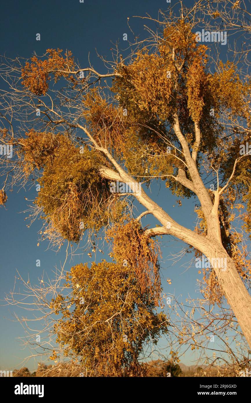 Giant cottonwood tree hi-res stock photography and images - Alamy