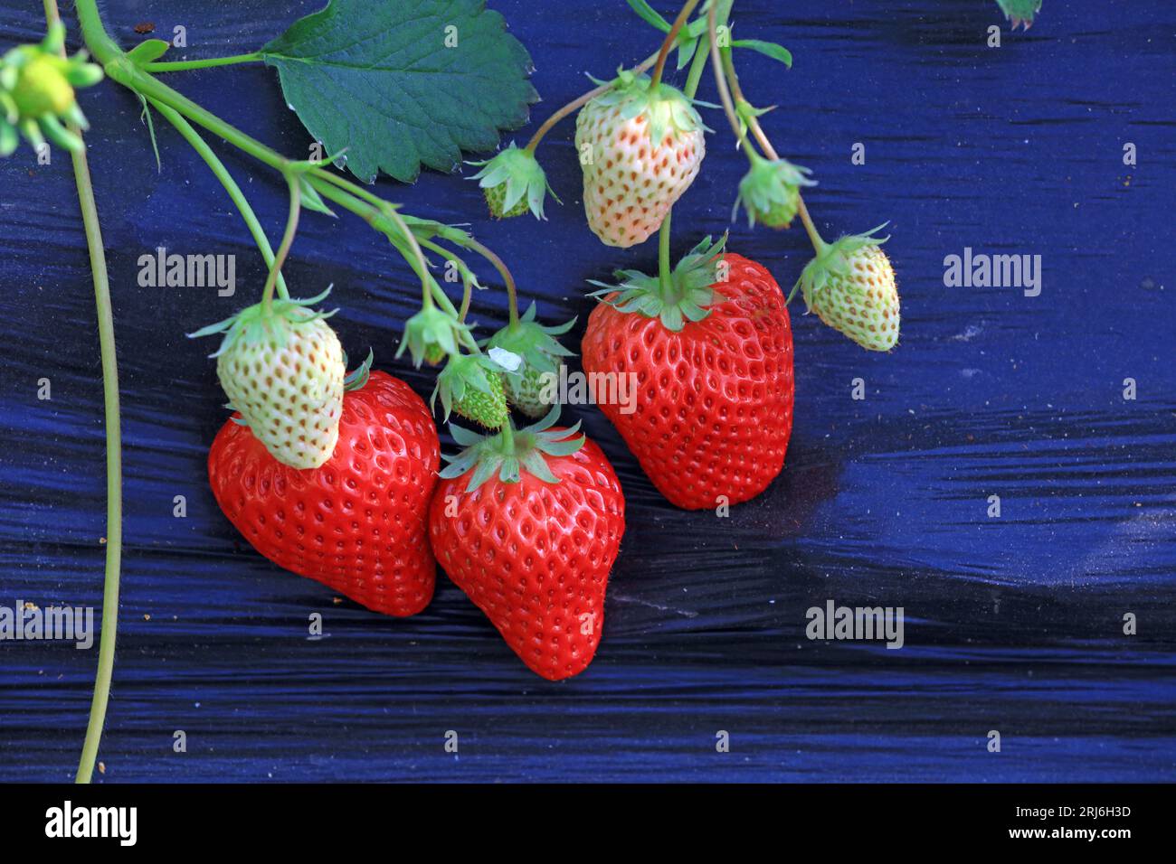 Strawberry fruit in Greenhouse Stock Photo - Alamy