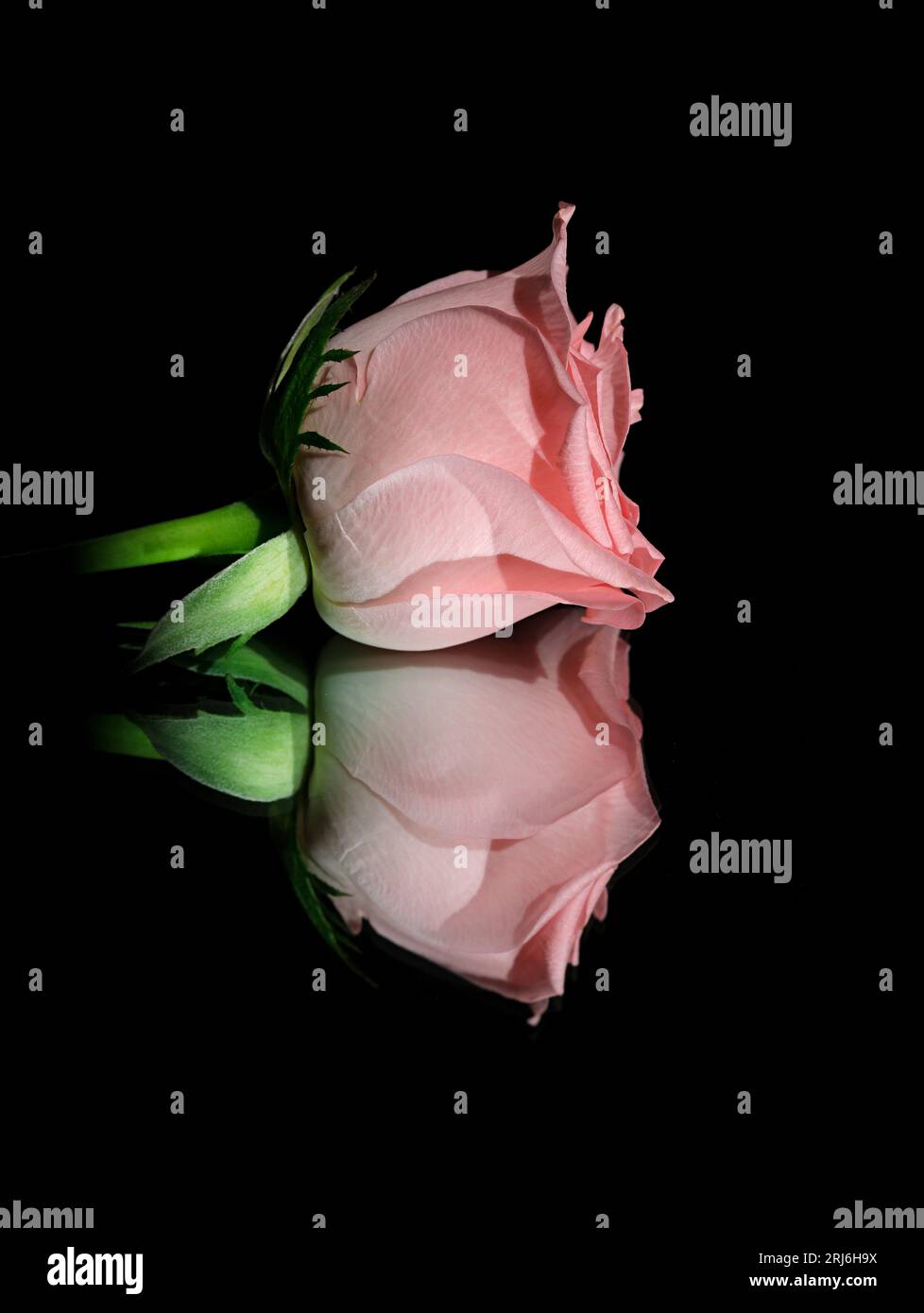 A stunning image of a pink rose in close-up against a dark background ...