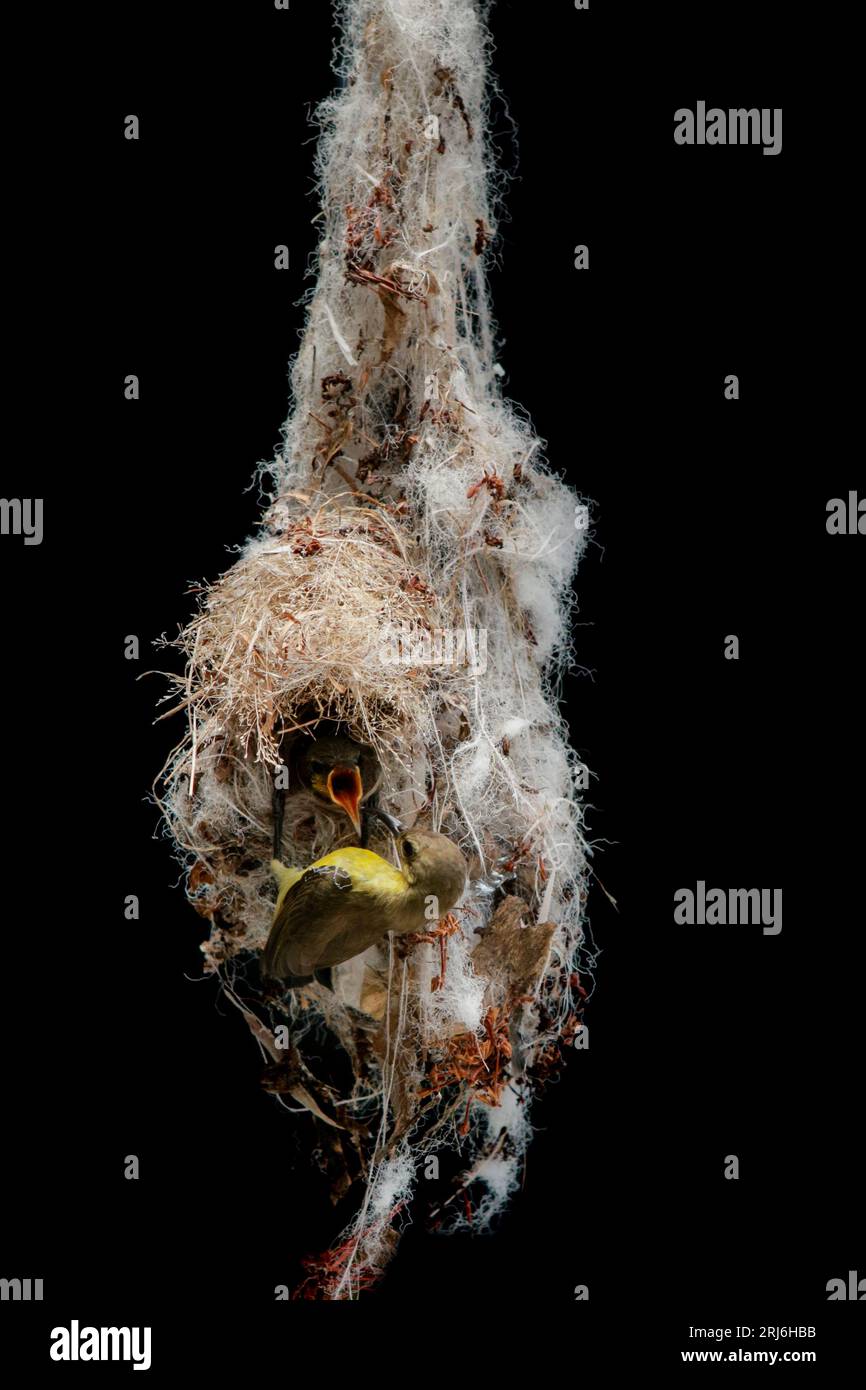 olive back sunbird approach for landing to hanging nest against black backgroundolive back sunbird approach for landing to hanging nest against black Stock Photo
