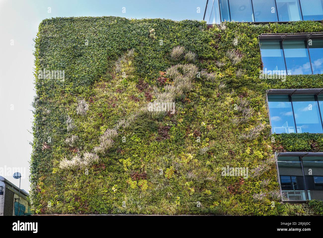 Living wall or green vertical garden, planted building exterior, MTV Studios, Camden, Camden Town, London, England Stock Photo