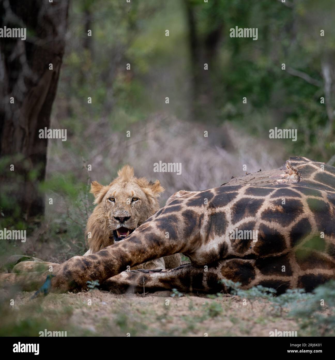 A closeup of a lion eating its giraffe prey in a savannah Stock Photo