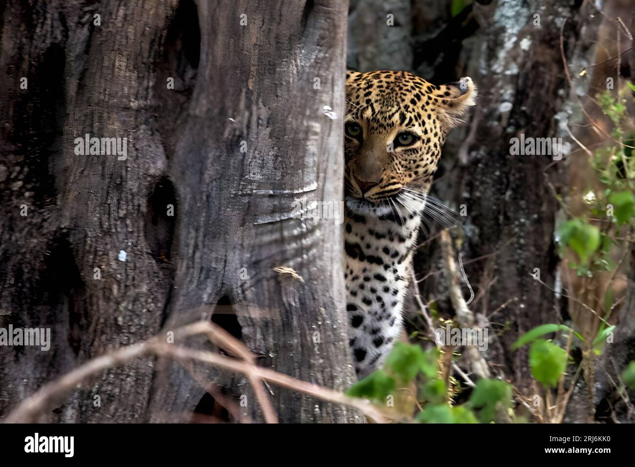 Leopard Exploring A majestic leopard emerges from behind a tree stump in a lush forest ...