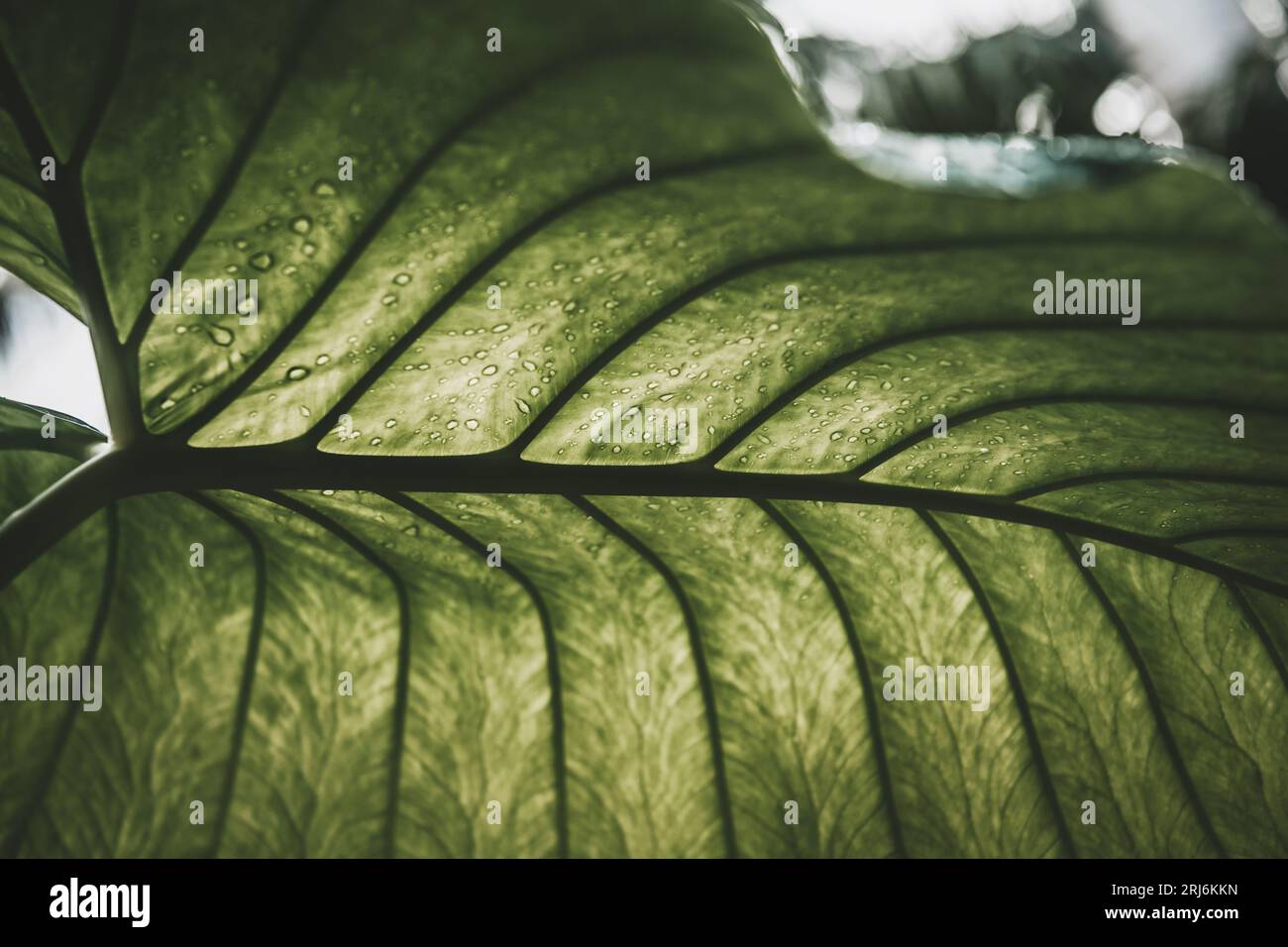 A vibrant green leaf with dew drops glistening on its underside in the ...