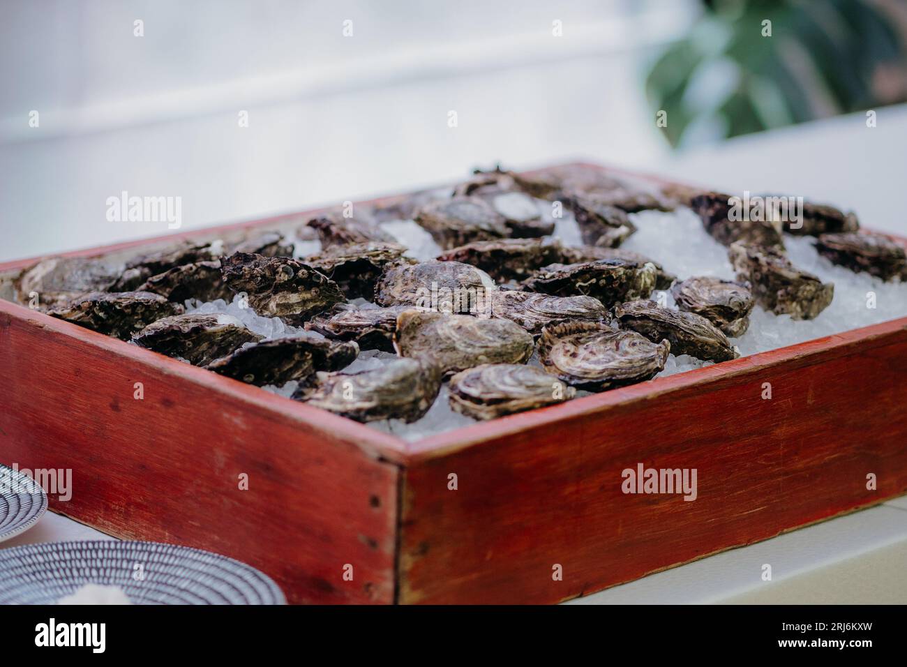 A close-up image of a plate of freshly shucked oysters on a bed of crushed ice Stock Photo