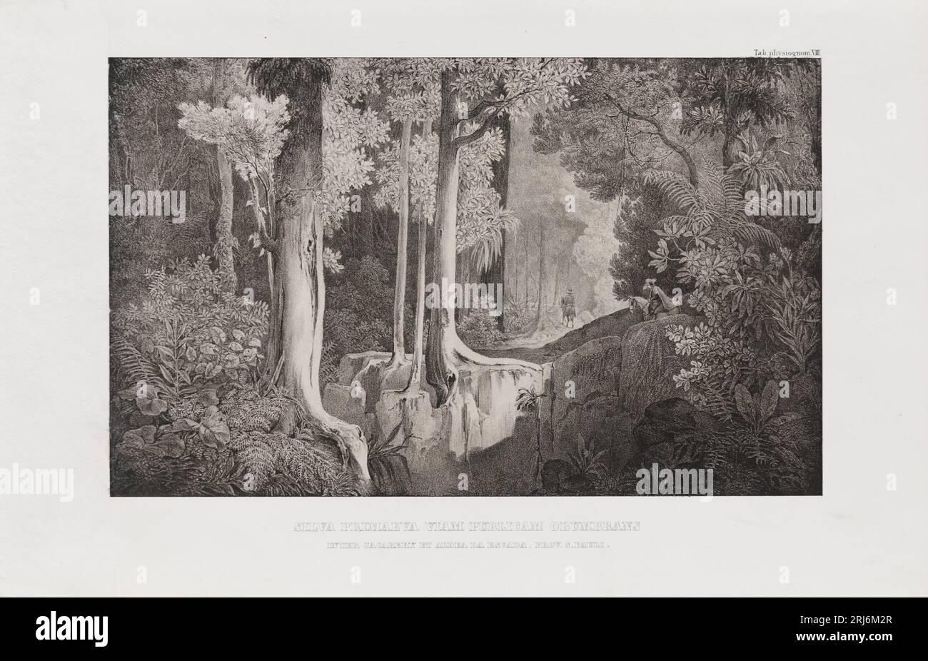 Silva primaeva viam publicam obumbrans inter Jacarehy et aldea da escada, prov. S. Pauli 1850 by Carl Friedrich Philipp von Martius Stock Photo