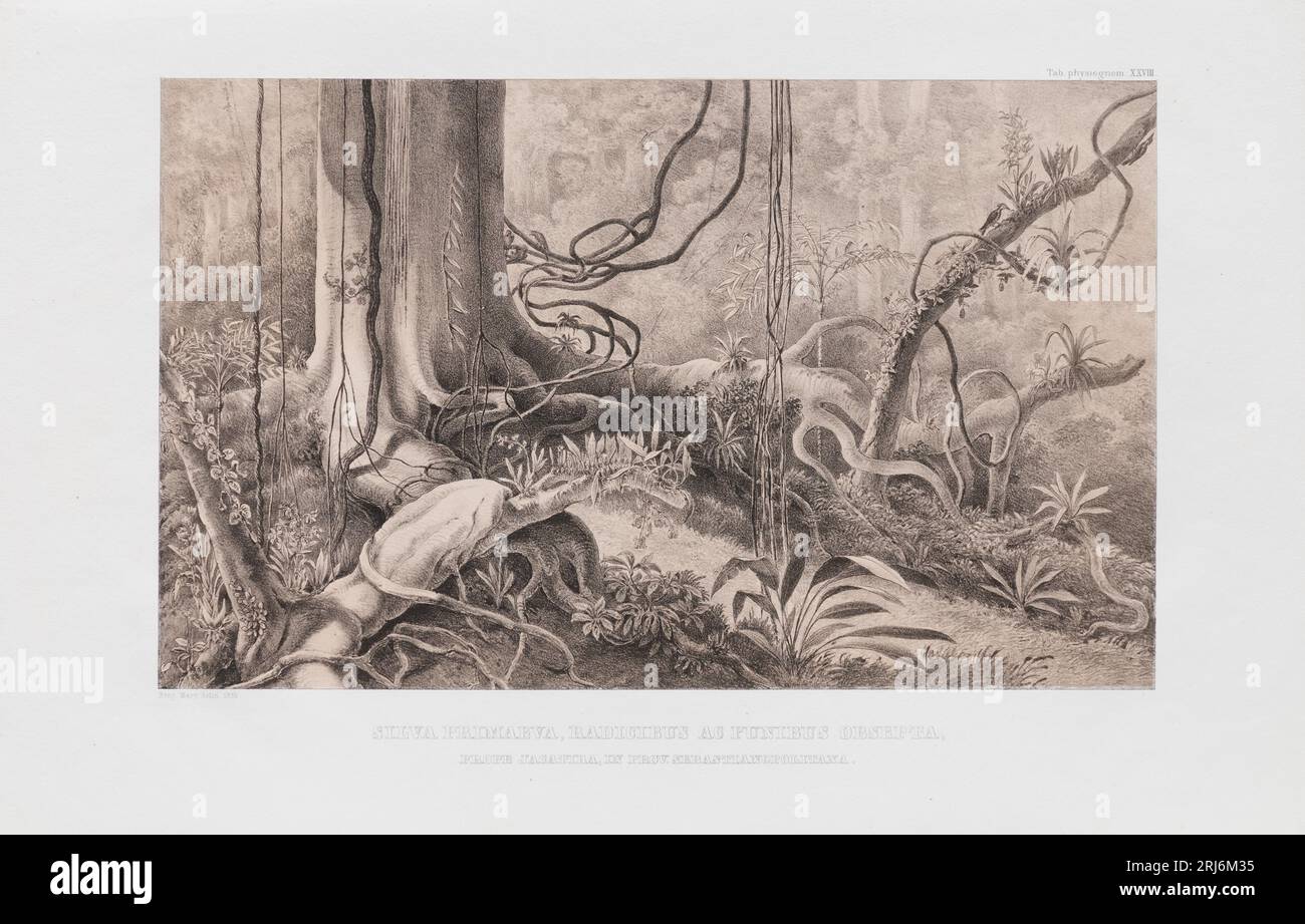 Silva primaeva, radicibus ac funibus obsepta, prope Jacatiba, in prov. Sebastianopolitana 1850 by Carl Friedrich Philipp von Martius Stock Photo