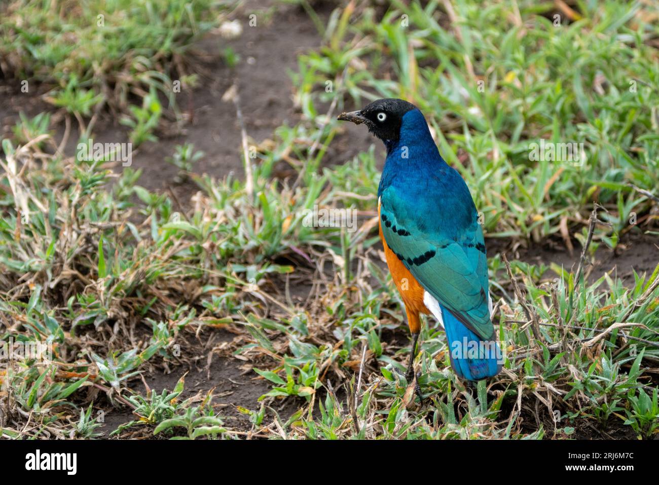 Blue-bellied Roller bird on the grass, in Serengeti National Park Tanzania Stock Photo