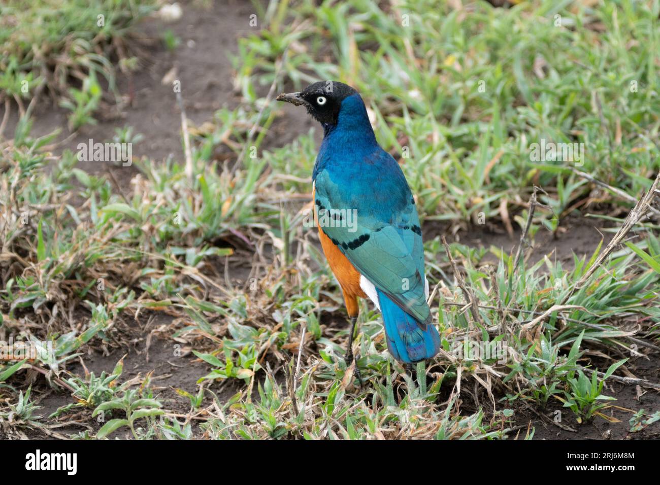 Blue-bellied Roller bird on the grass, in Serengeti National Park Tanzania Stock Photo