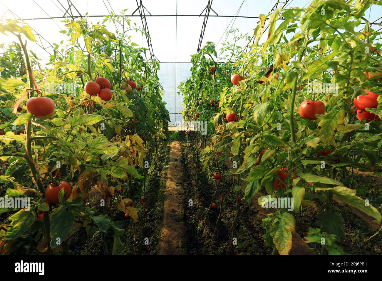 Tomatoes in a greenhouse Stock Photo - Alamy
