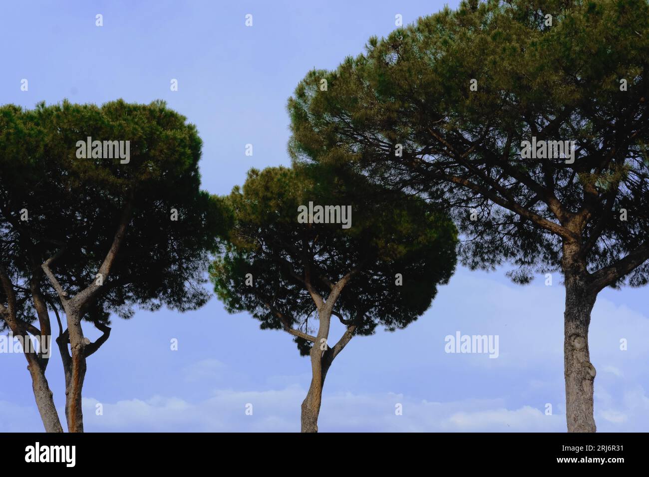A scenic landscape featuring an array of tall trees silhouetted against ...