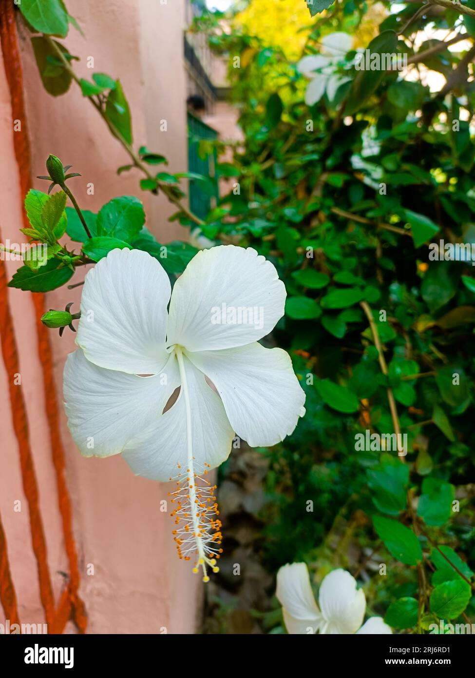 A white Chinese rose (Hibiscus rosa-sinensis) flower blooming against a  brightly-colored pink wall Stock Photo - Alamy