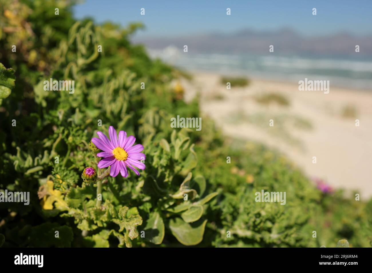 Purple flowers growing in sand hi-res stock photography and images - Alamy