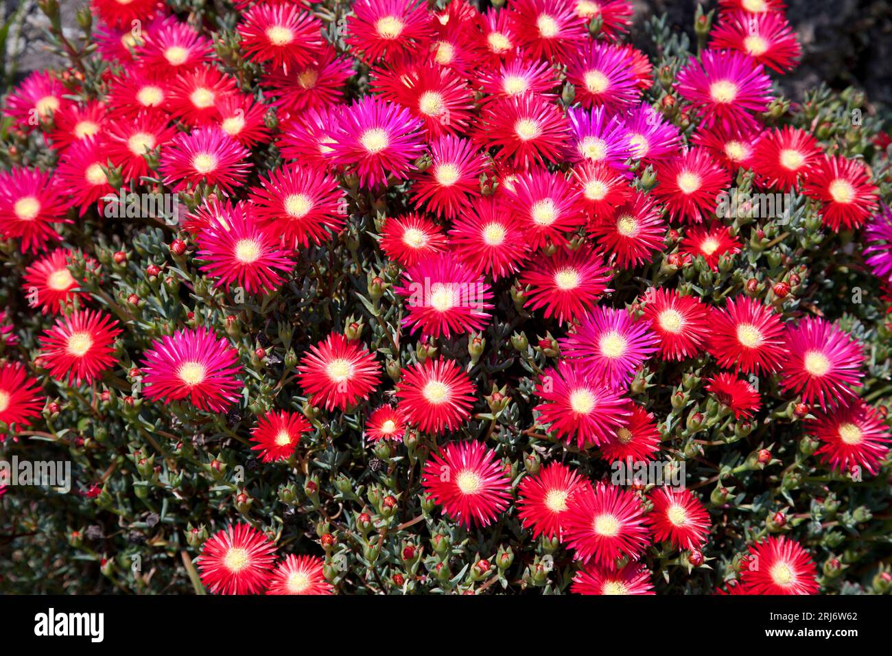 Image of a collection of Drosanthemum flower heads Stock Photo