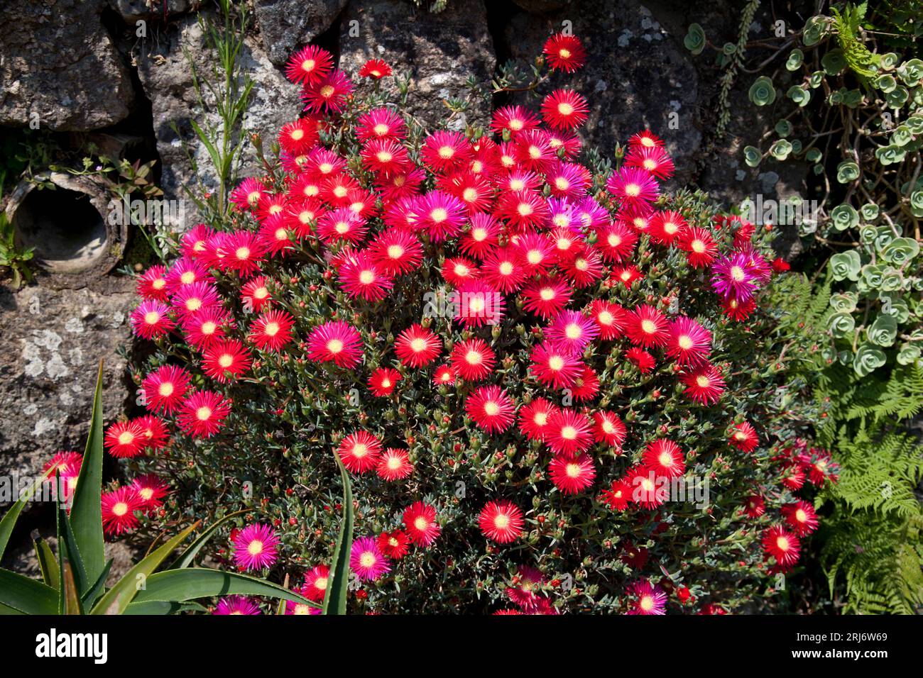 Image of a collection of Drosanthemum flower heads Stock Photo