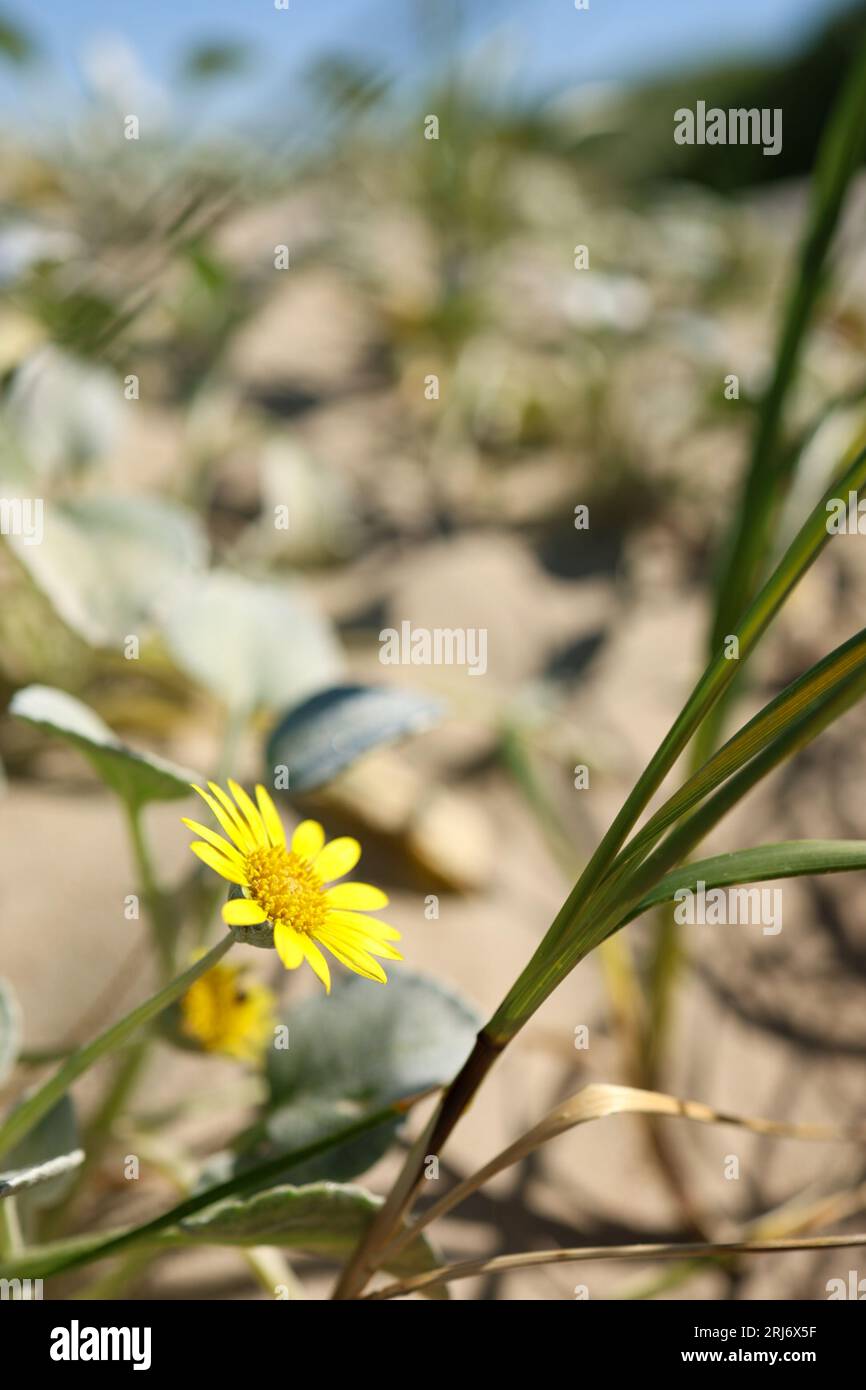 Growing exercise hi-res stock photography and images - Alamy