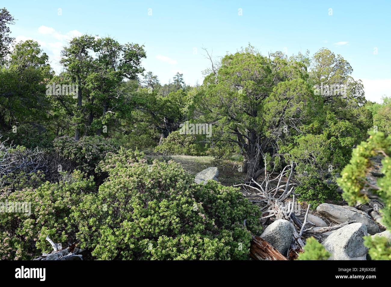 A scenic landscape of a lush green forest on the edge of a cliff with ...