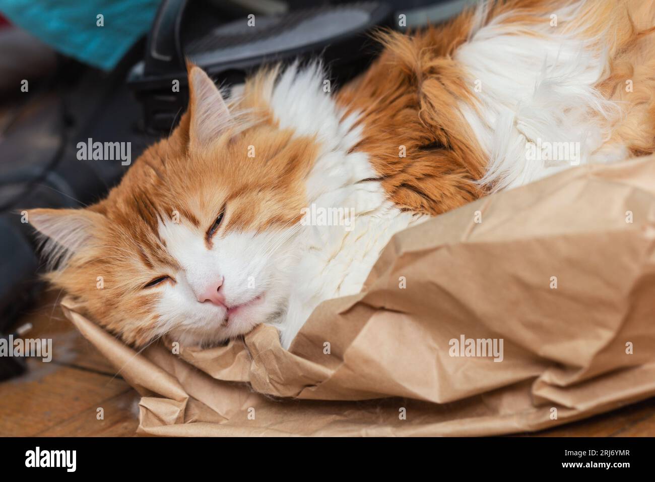 Pretty adult red-haired white cat sleeps on paper in silence Stock Photo