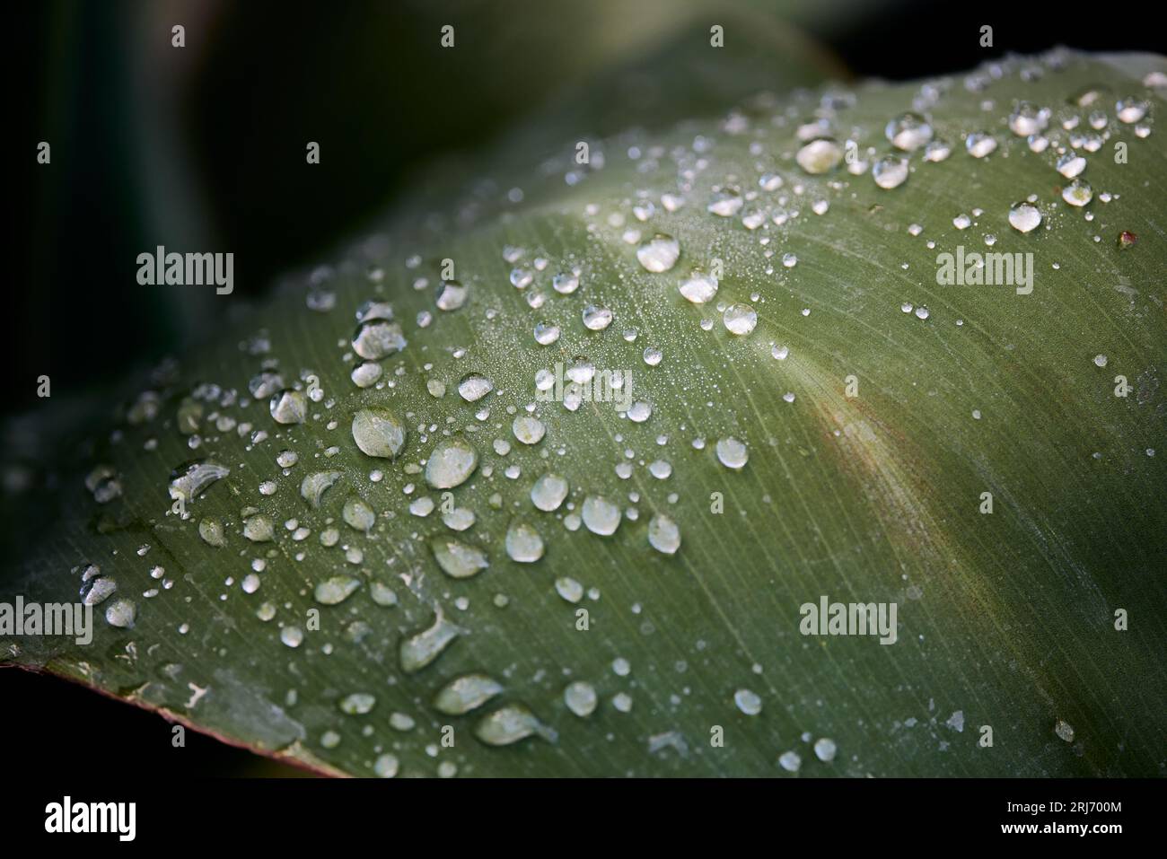 A closeup of water droplets on a leaf in the lush natural landscape of