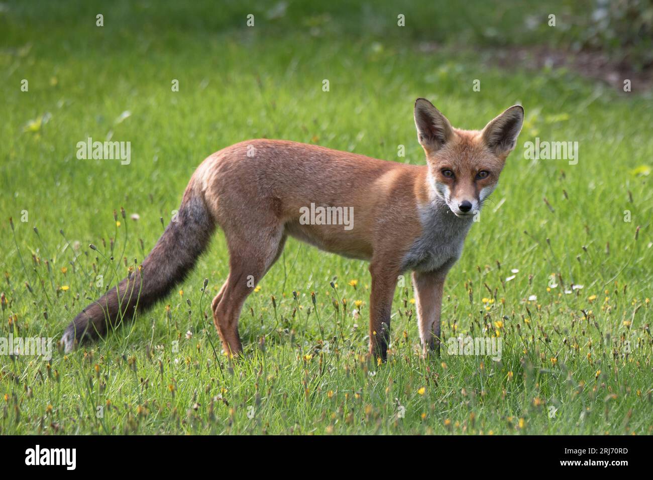 Red Fox braves walking through the garden Stock Photo