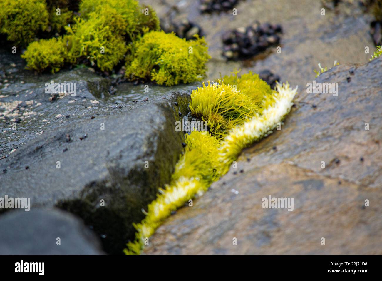 Close-up of moss growing between the rocks on the seashore. Stock Photo