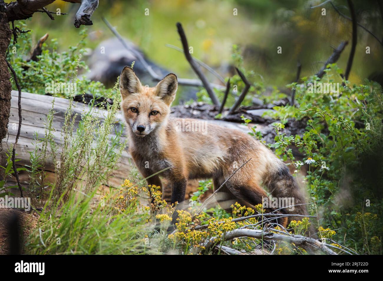 Loner Fox A lone fox strolling through a lush forest, with tall trees and vibrant ...