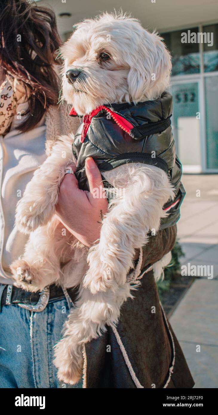 An adorable Maltese dog wearing a fashionable black jacket in the arms