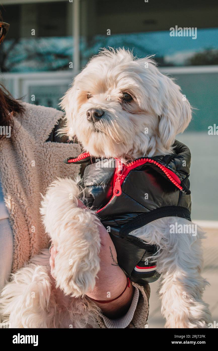 An adorable Maltese dog wearing a fashionable black jacket in the arms