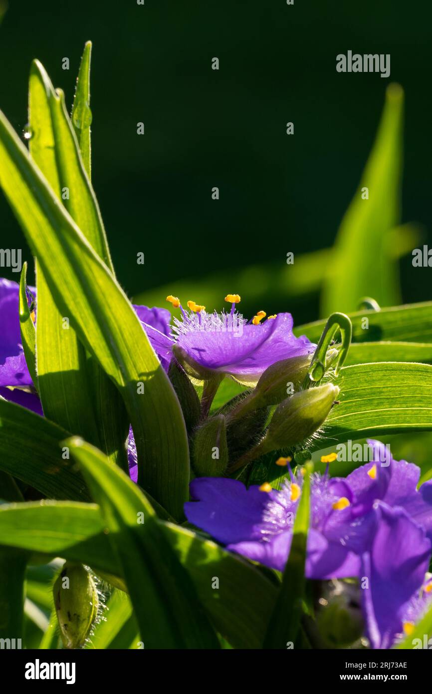 A closeup shot of Tradescantia virginiana, the Virginia spiderwort in sunlight. Stock Photo
