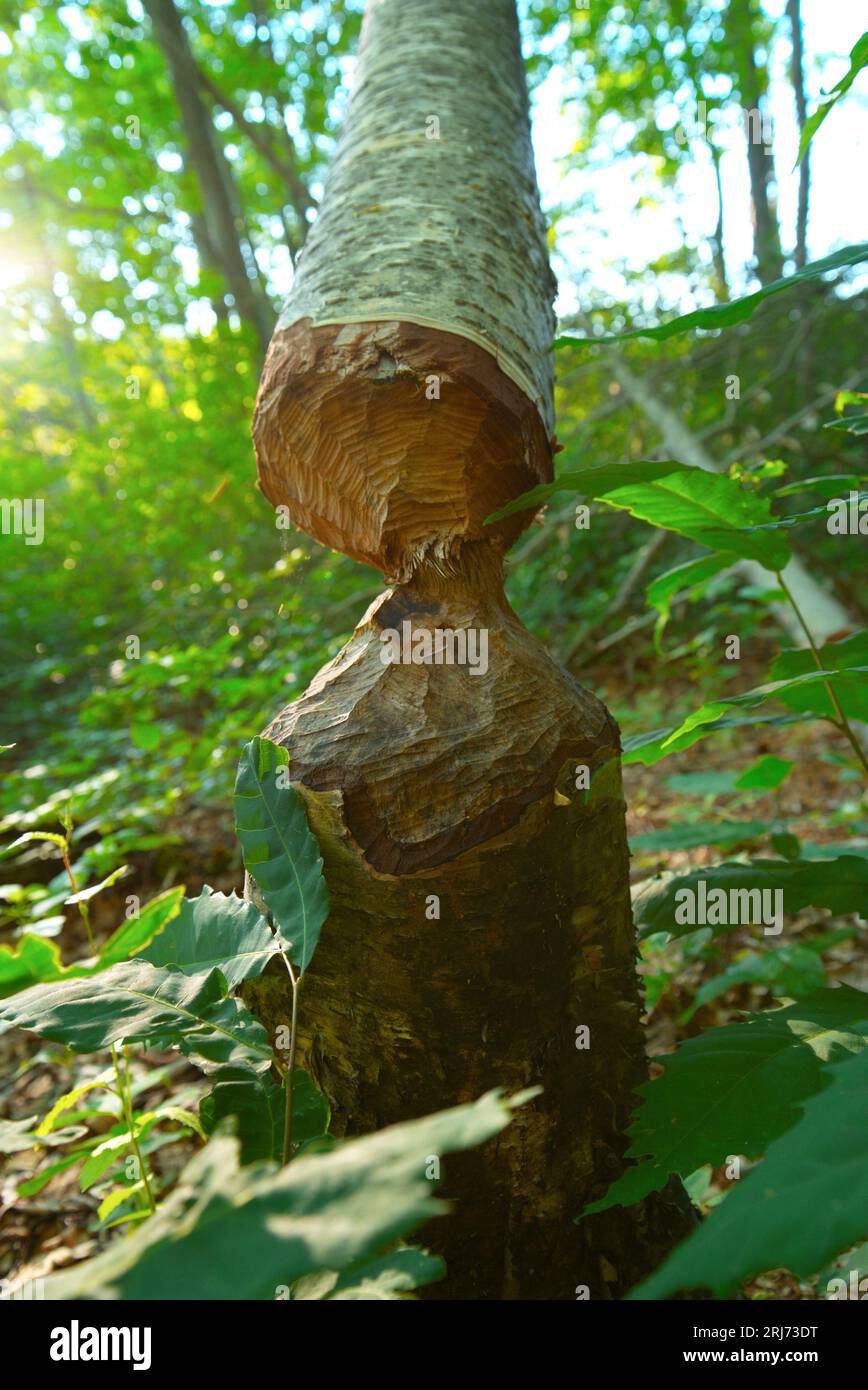 A cutdown tree is about to fall Stock Photo Alamy