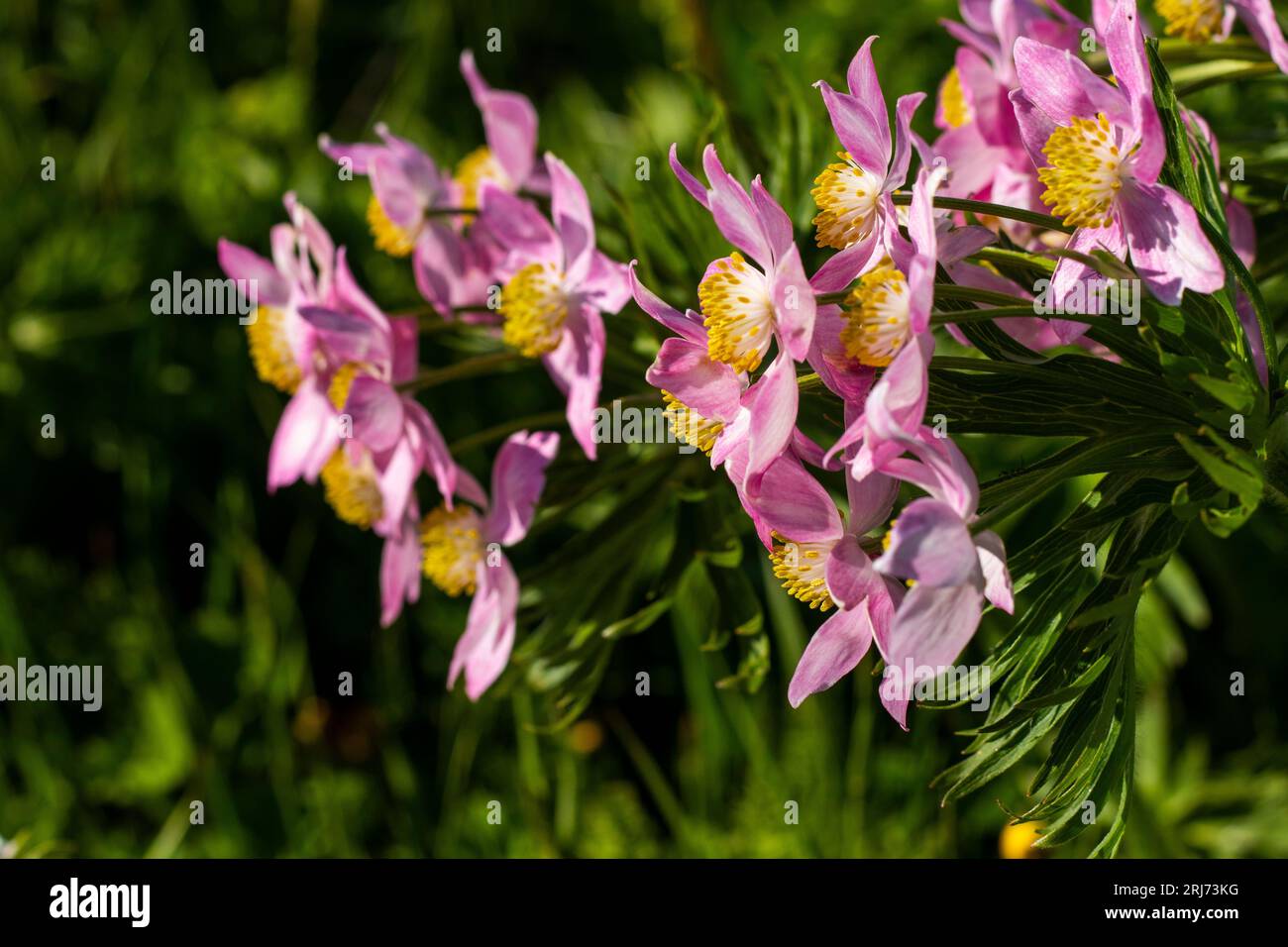 A closeup of Anemone multifida growing in a field on a sunny day Stock Photo