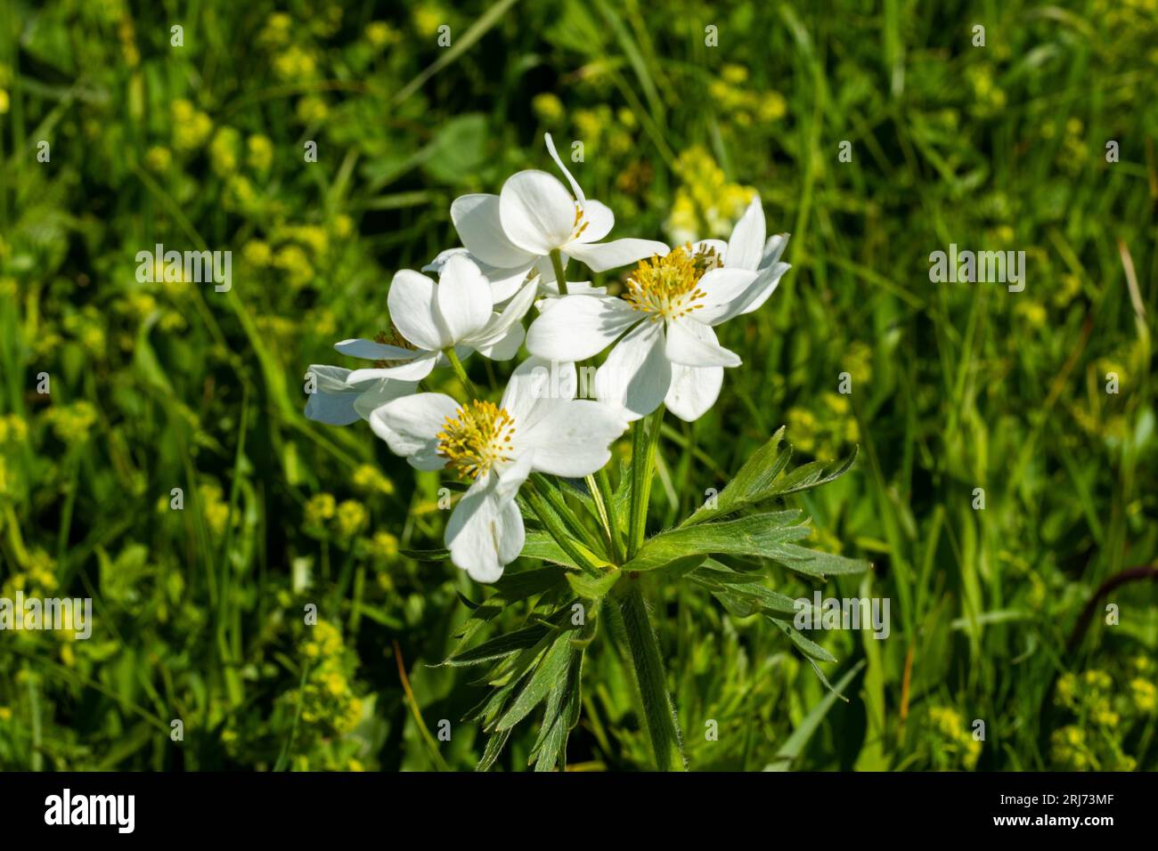 A closeup of Anemonastrum narcissiflorum growing in a meadow on a sunny day Stock Photo