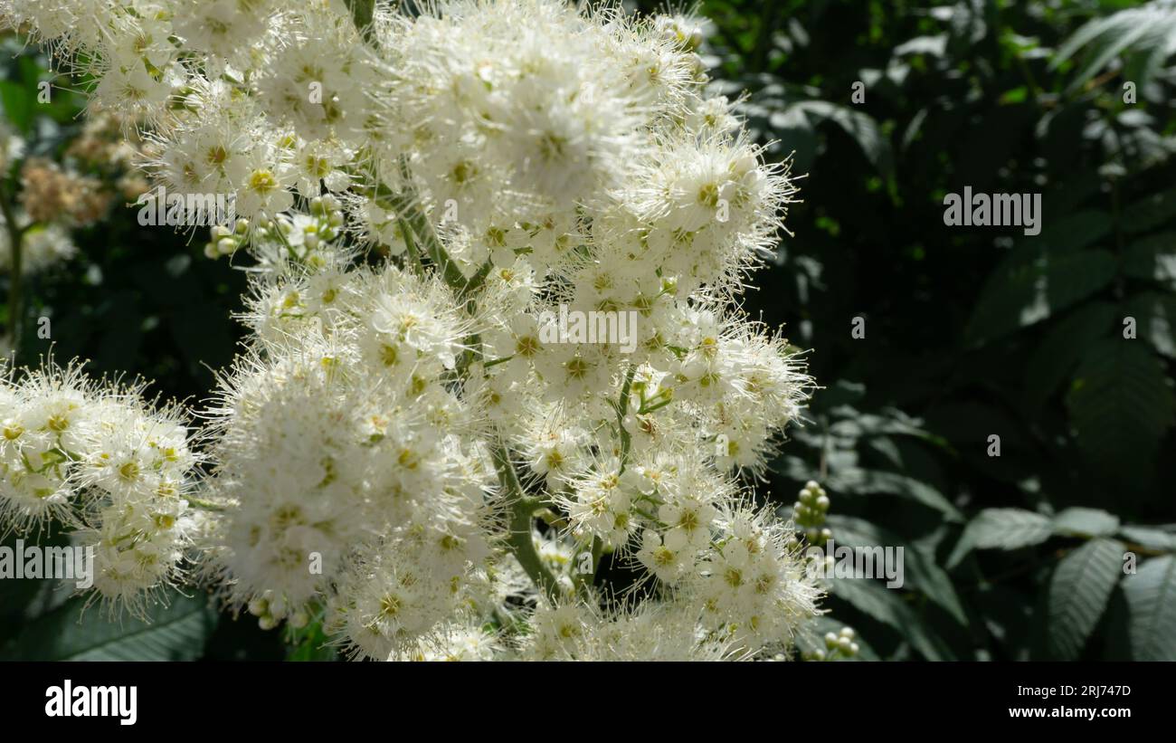 White small flowers of meadowsweet close-up. Stock Photo