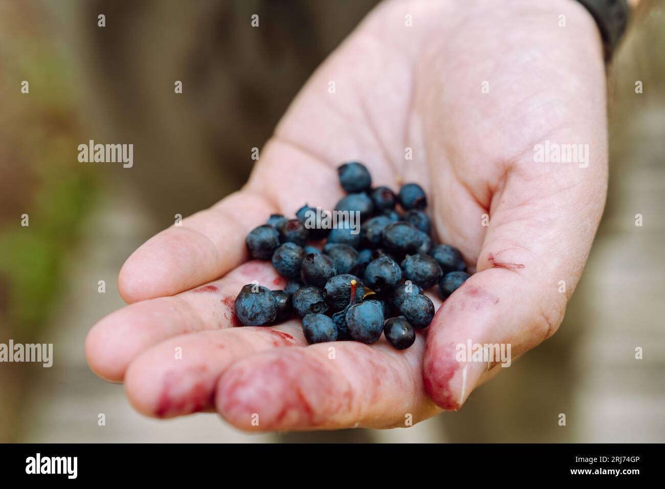 A man's hand with a handful of freshly picked wild blueberries. Stock Photo