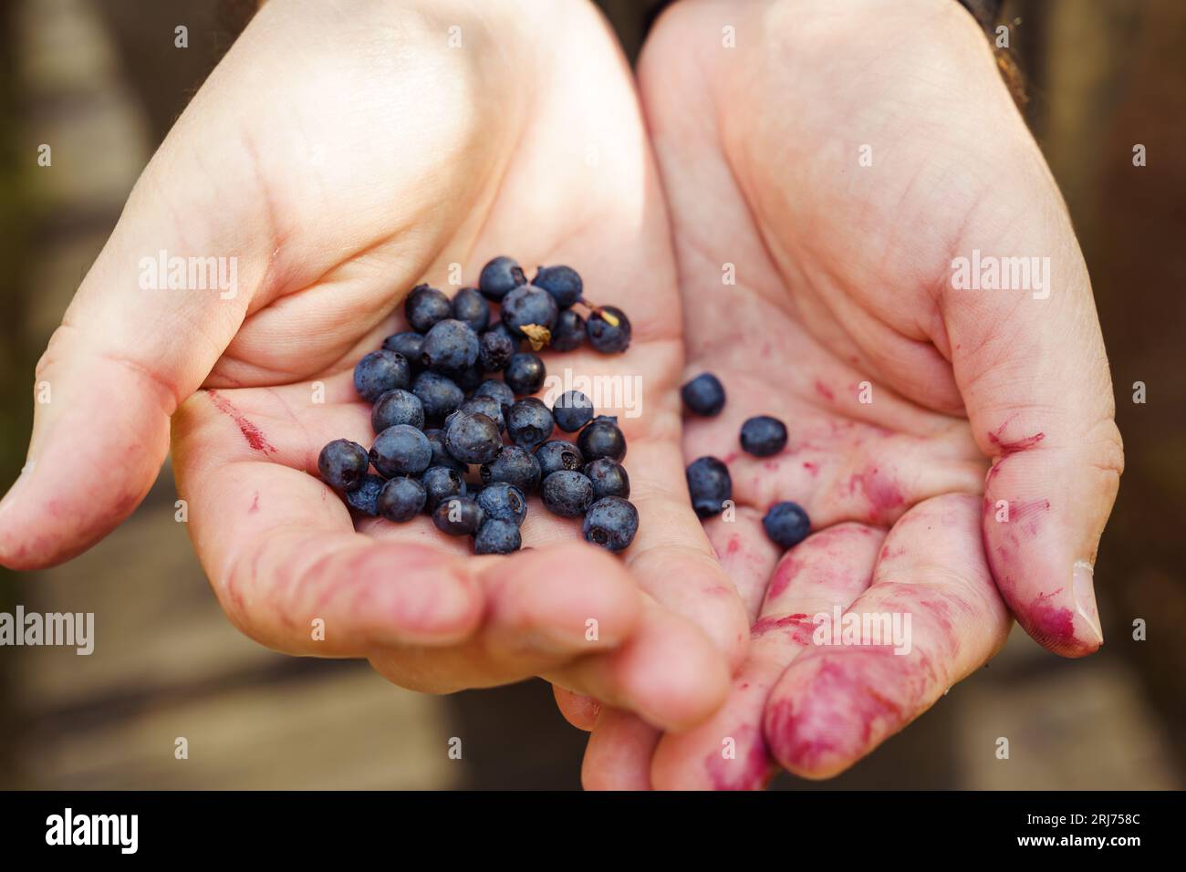 Men's hands, smeared with blueberry juice in purple color, hold a handful of fresh forest blueberries Stock Photo