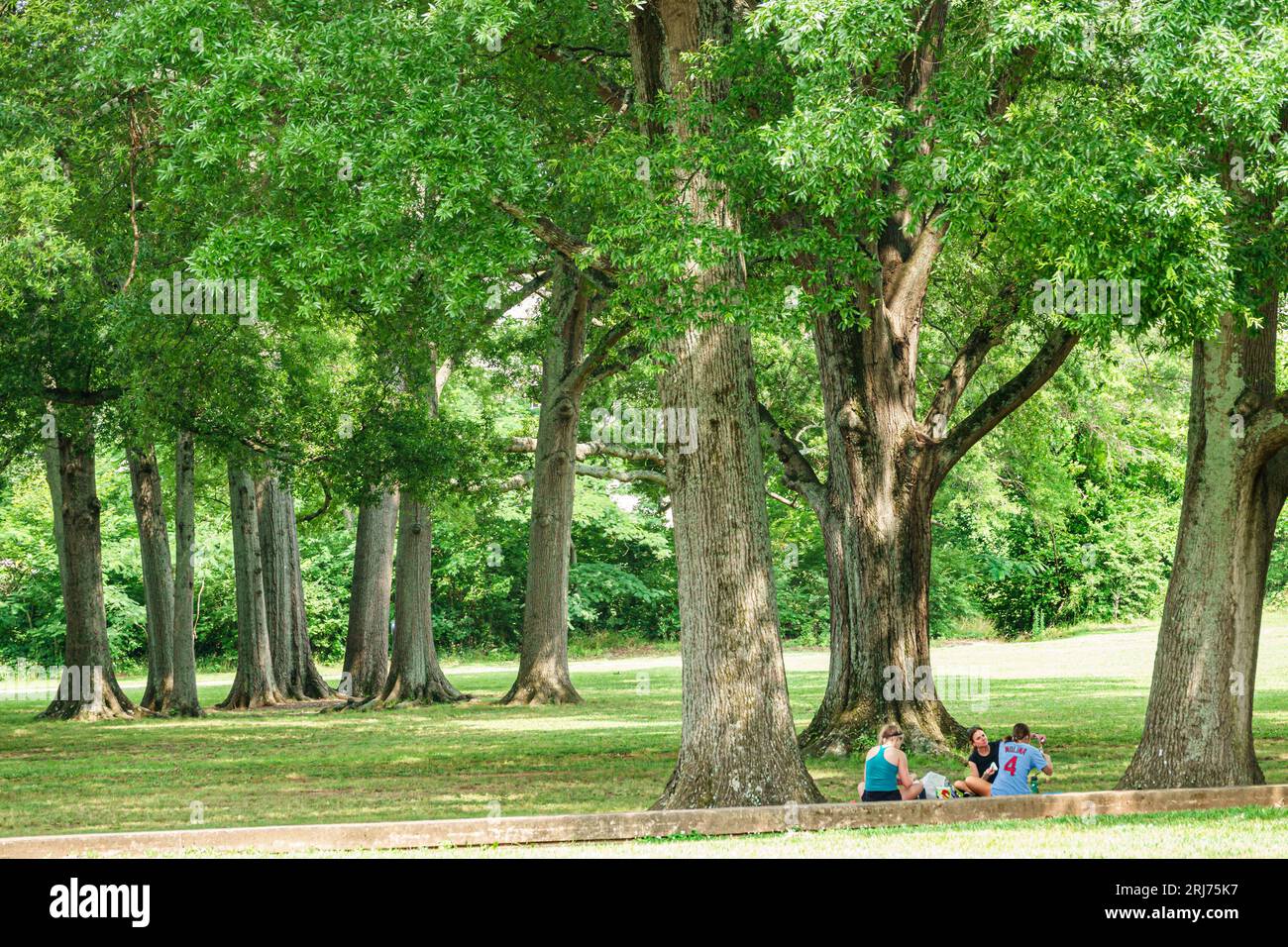 Charlotte North Carolina,Eastover Park,willow oak trees,picnic woman women lady female,adults residents Stock Photo