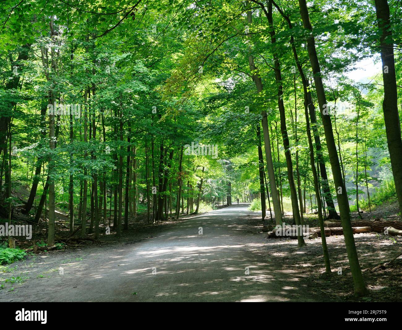 Unpaved path in forest, recreational trail with cyclist in far distance ...