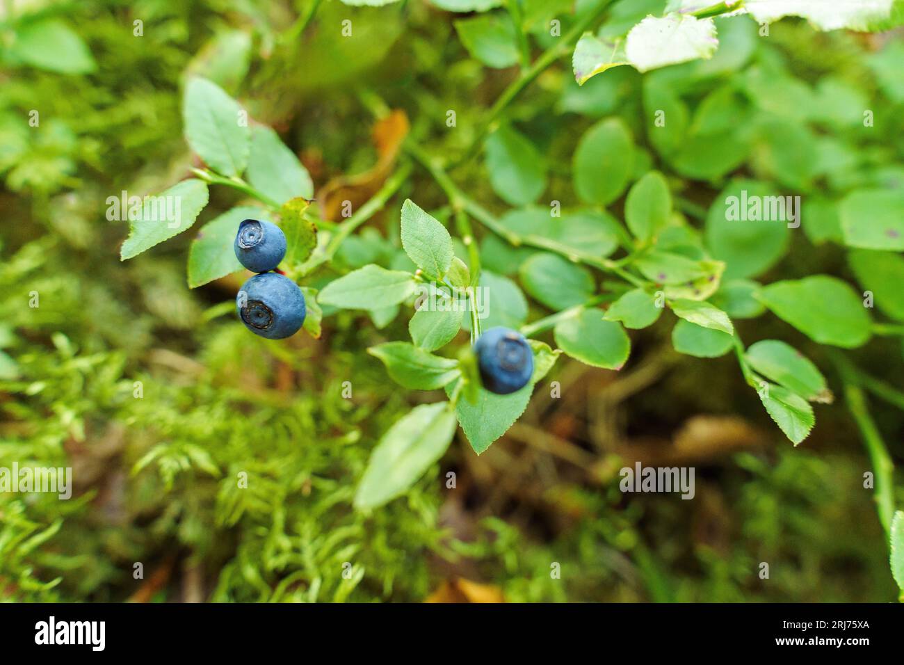 Wild blueberries grow on a bush in the forest Stock Photo