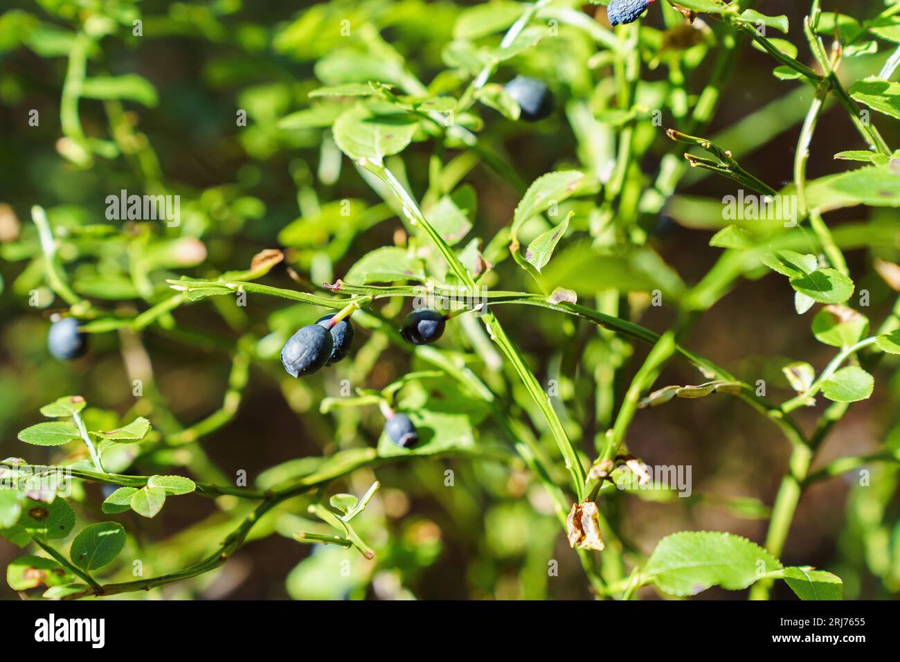Bush with wild blueberries in sunlight Stock Photo