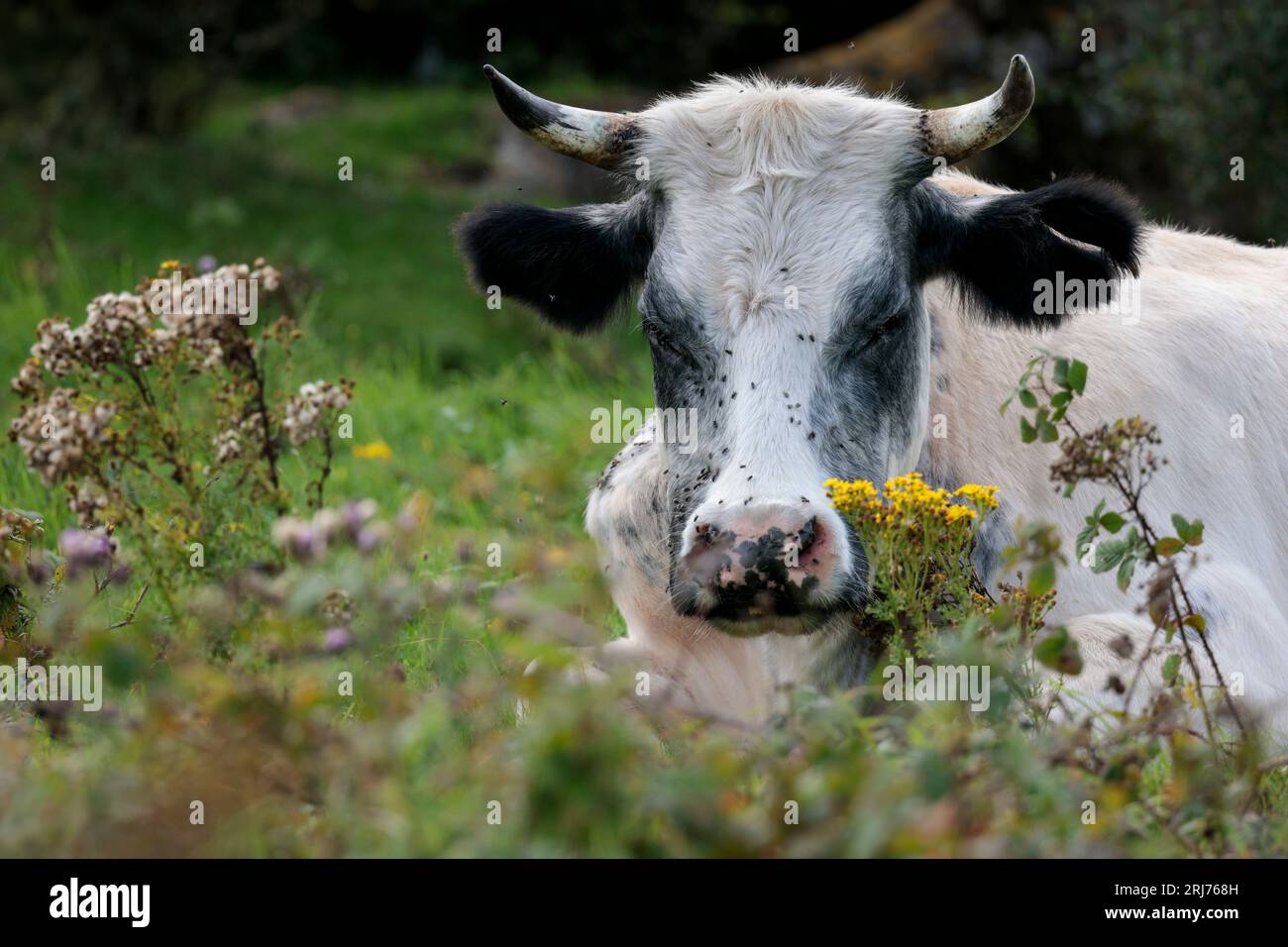 Cow lying down at cissbury ring south downs uk, black and white with horns in public access area. Yellow ear tags and eyes shut due to lots of flies. Stock Photo