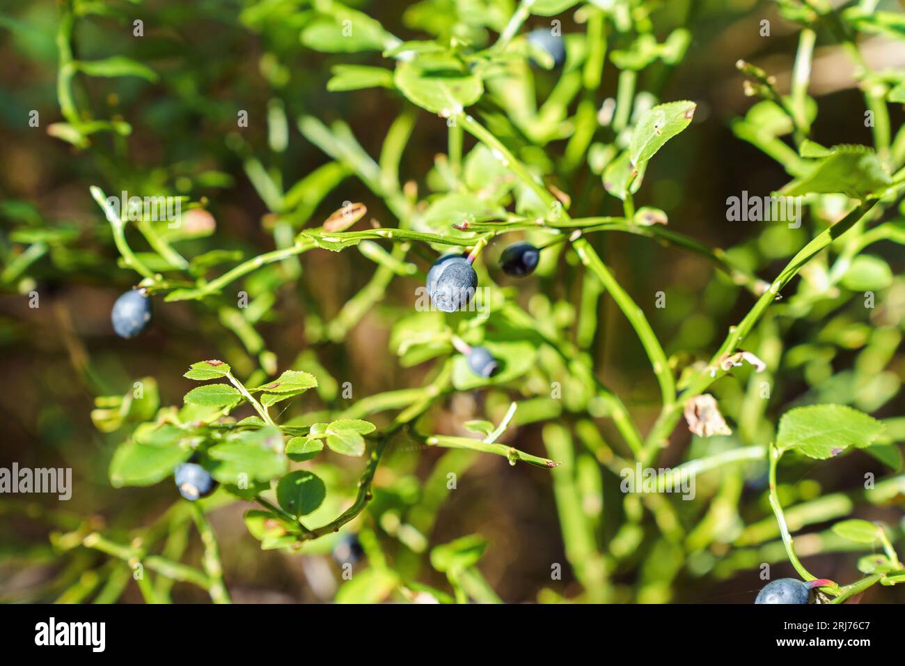Ripe wild wild blueberries grow in their natural environment in the forest Stock Photo