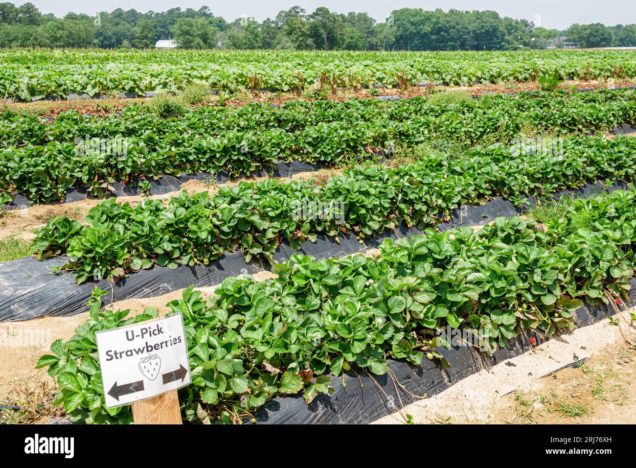 Chester South Carolina,The Market at Cotton Hills Farm,pick your own U