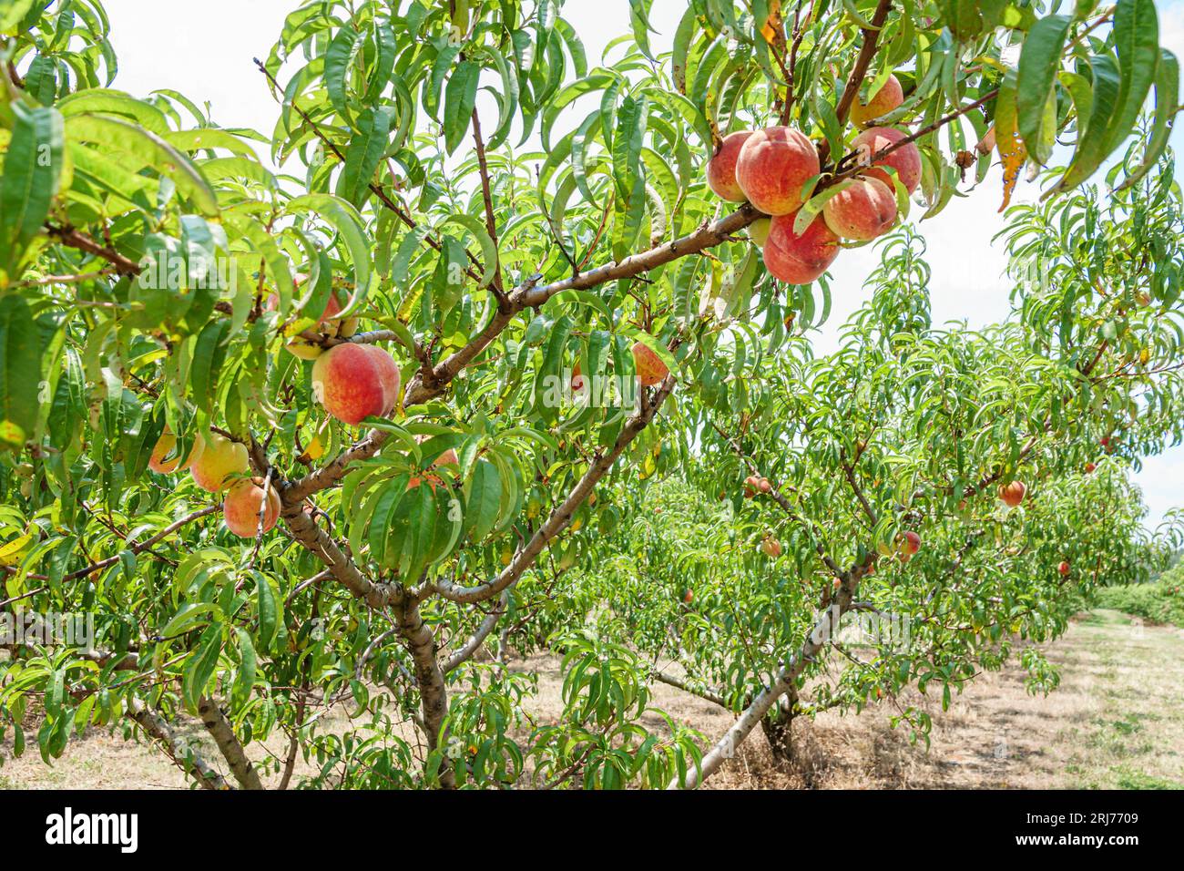 People visiting orchard hires stock photography and images Alamy