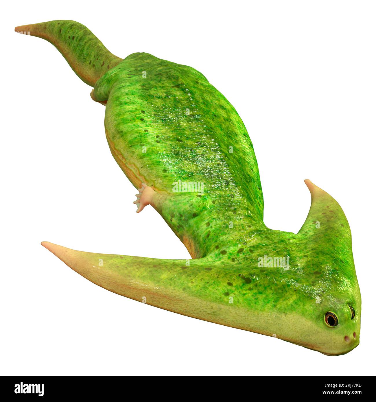 3D rendering of a prehistoric amphibian diplocaulus on white background Stock Photo