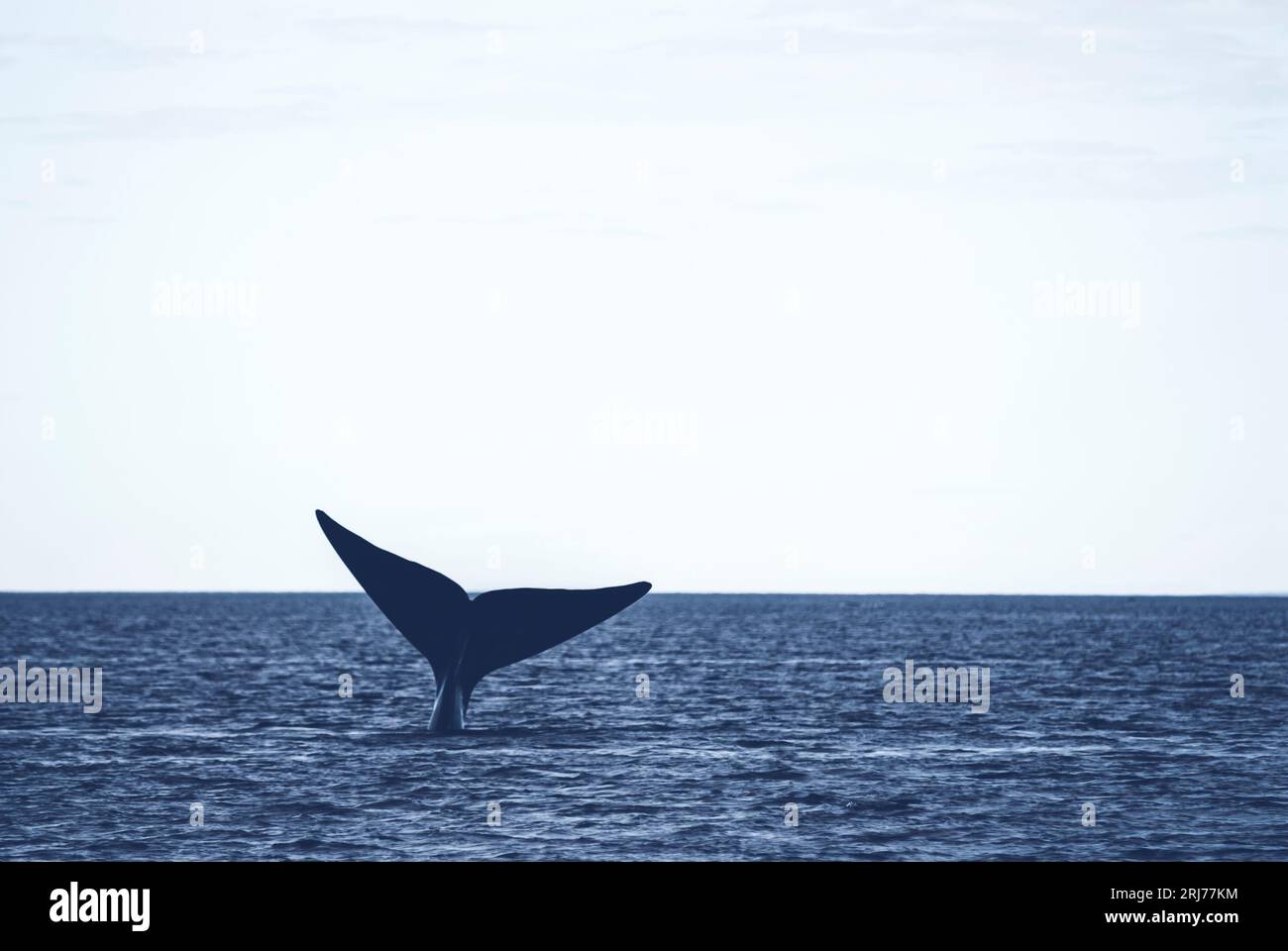 Southern right whale tail, Peninsula Valdes, Patagonia, Argentina. Stock Photo