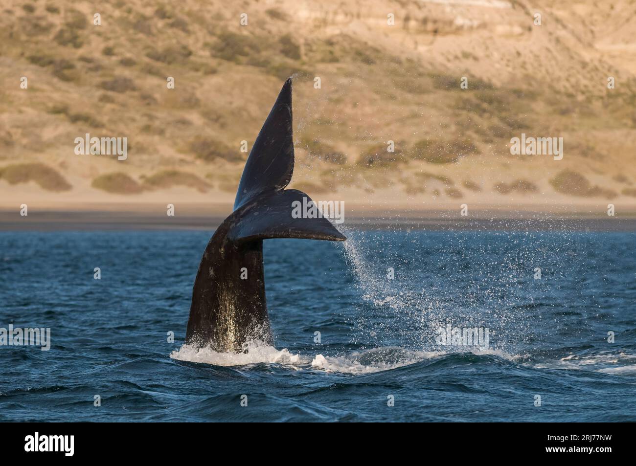 Southern right whale tail, Peninsula Valdes, Patagonia, Argentina. Stock Photo
