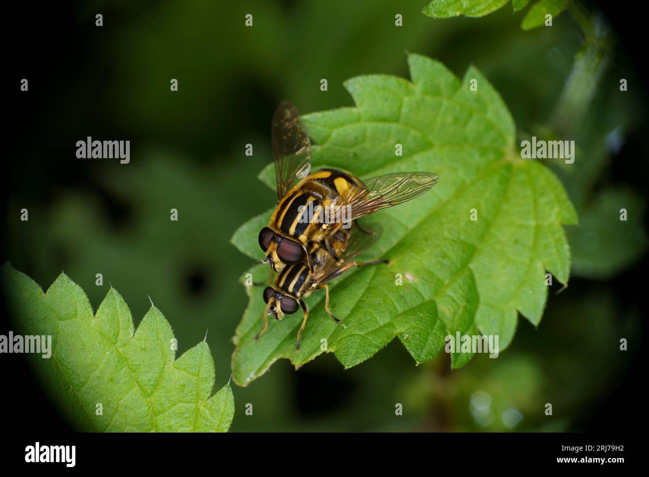 Mating Helophilus hybridus Family Syrphidae Genus Helophilus Wooly tailed marsh flies wild nature insects wallpapee Stock Photo