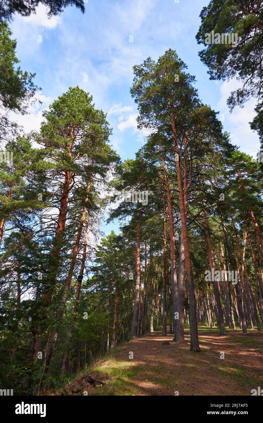 Vertical view beautiful pine forest hi-res stock photography and images ...