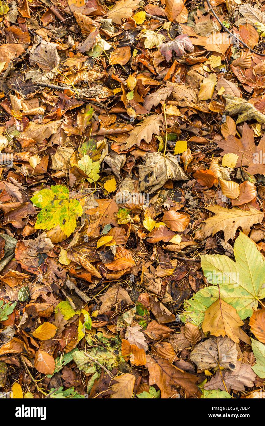 Woodland leaves patterns hi-res stock photography and images - Alamy