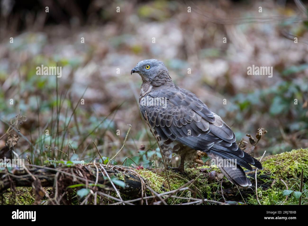 Wespenbussard - Maennchen, European honey buzzard - male, Pernis apivorus Stock Photo